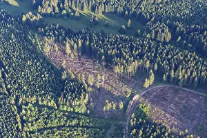 Coniferous forest, dead forest