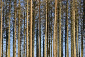 Coniferous forest, dead spruce (Picea abies) due to bark beetle infestation and drought