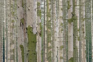 Coniferous forest, dead spruce (Picea abies) due to bark beetle infestation and drought