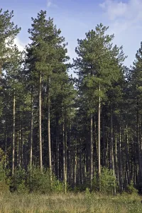 Coniferous forest with European black pines (Pinus nigra)