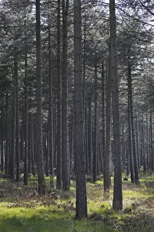 Coniferous forest with European black pines (Pinus nigra)