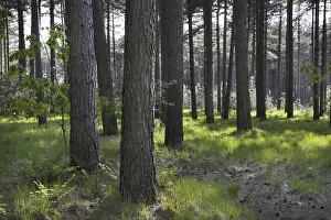 Coniferous forest with European black pines (Pinus nigra)