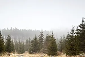 Coniferous forest in fog, Harz mountains