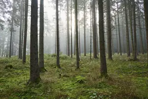 Coniferous forest, fog, haze, morning