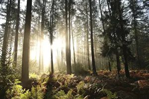 Coniferous forest on a foggy autumn morning