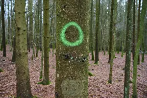 Coniferous forest with green circle marking