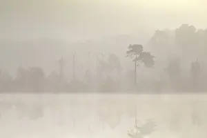Coniferous forest by lake in dense fog at sunrise