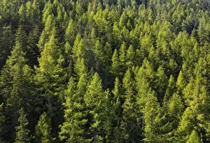 Coniferous forest, larch and spruce forest near Soelden