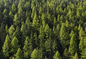 Coniferous forest, larch and spruce forest near Soelden