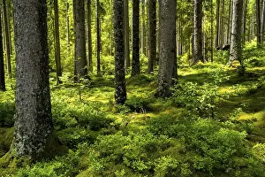 A coniferous forest with a lot of green vegetation