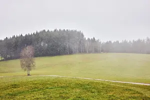 Coniferous forest, meadow, unpaved road
