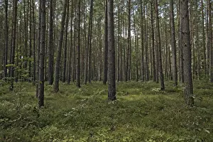 Coniferous forest, Mecklenburg-Western Pomerania