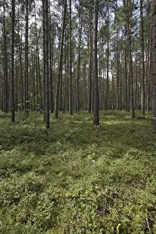 Coniferous forest, Mecklenburg-Western Pomerania