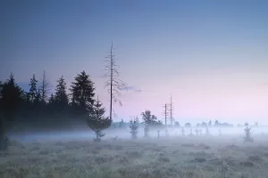 Coniferous forest at misty summer sundown