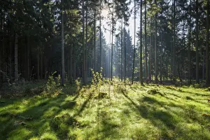 Coniferous forest with morning sun in spring