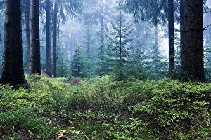 Coniferous forest near Masserberg