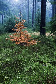 Coniferous forest near Masserberg