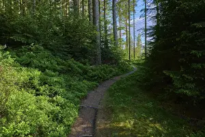 Coniferous forest, path, blueberry bush