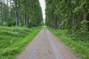 Coniferous forest, path, spring