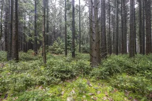 Coniferous forest (Picea abies)