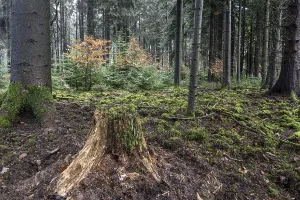 Coniferous forest (Picea abies)