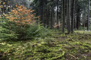 Coniferous forest (Picea abies)