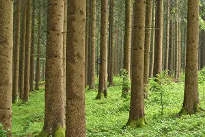 Coniferous forest, rain, spring