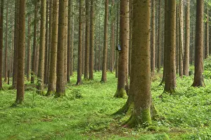 Category Forests Prints: Coniferous forest, rain, spring