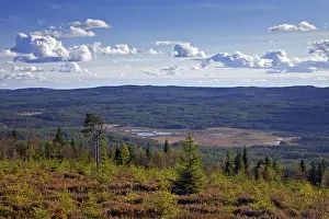 Coniferous forest with Scots (Pinus sylvestris) Pines
