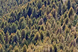 Coniferous forest, Sesto Dolomites, Italy, Europe