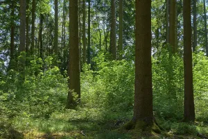 Coniferous forest, spring, Fichtelgebirge
