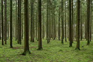 Coniferous forest, spruce, fir
