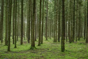 Coniferous forest, spruce, fir