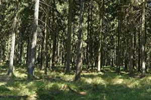 Coniferous forest with spruce (Picea abies)