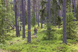 Coniferous forest with spruces and pines trees a summer day and lush green blueberry bushes on the ground