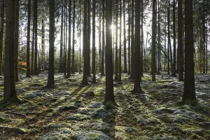 Coniferous forest with sun in winter