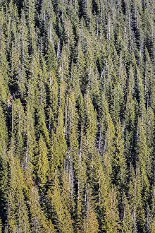 Coniferous forest, Tyrol, Austria, Europe