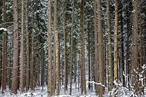 Coniferous forest in winter