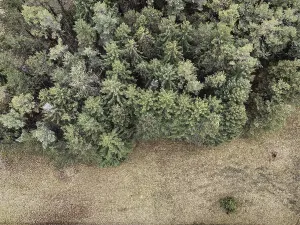 Coniferous forest in winter without snow