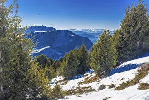 Coniferous forests at high altitude on the snowy mountains