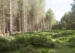 Coniferous pine trees in forestry plantation