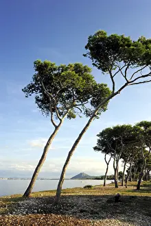 Conifers in the bay of Puerto de Pollensa