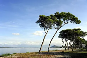 Conifers in the bay of Puerto de Pollensa