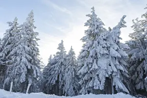 Conifers thickly decorated with hoarfrost and snow on the Auersberg