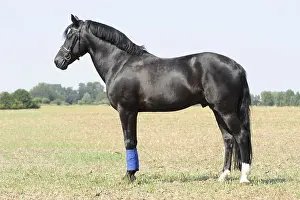 Connemara pony, stallion, black, standing