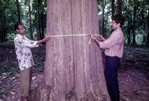 The Connolly´s plot, oldest Teak trees plantation in world planted in 1846 in Nilambur