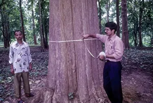 The Connolly´s plot, oldest Teak trees plantation in world planted in 1846 in Nilambur