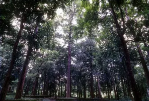 The Conolly's Plot on the banks of Chaliyar river