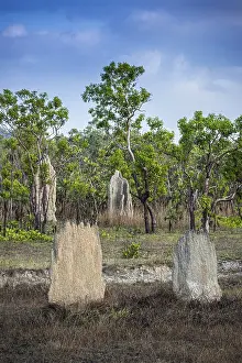 Construction of compass termites (Amitermes meridionalis)