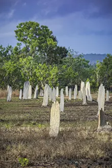 Construction of compass termites (Amitermes meridionalis)